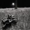 Traffic Island - QEW and Erin Mills Parkway, Mississauga, Ontario