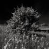 Traffic Island - 401 and 427, Toronto, Ontario