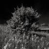 
			
				Traffic Island - 401 and 427, Toronto, Ontario
			
		