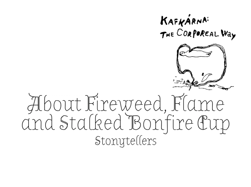 Stonytellers – About Fireweed, Flame and Stalked Bonfire Cup