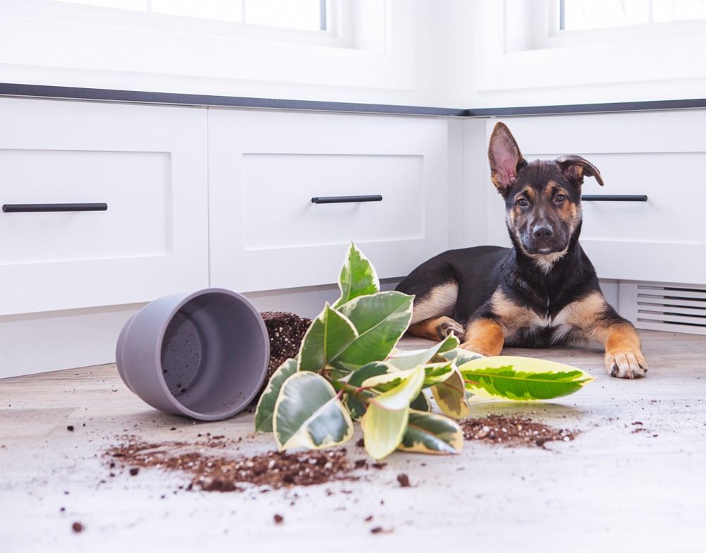 Featured image for Spring Into Cleaning Your Hardwood, Luxury Vinyl and Laminate Floors