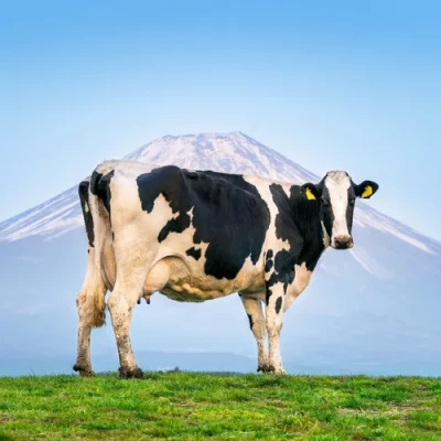 ภาพปกของบทความ วัวถูกฆ่าเพื่อผลิตหนังจริงหรือ? ความจริงที่คุณต้องรู้!