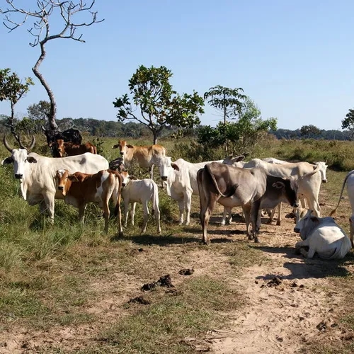 ฝูงวัวในทุ่งเลี้ยงสัตว์ แหล่งที่มาของเนื้อและหนังวัว