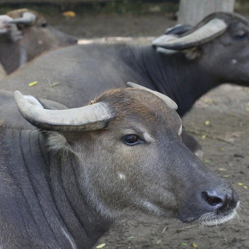 ภาพระยะใกล้ของควายไทย แสดงให้เห็นส่วนหัวและเขาที่แข็งแรงอันเป็นเอกลักษณ์ในวิถีเกษตรกรรม