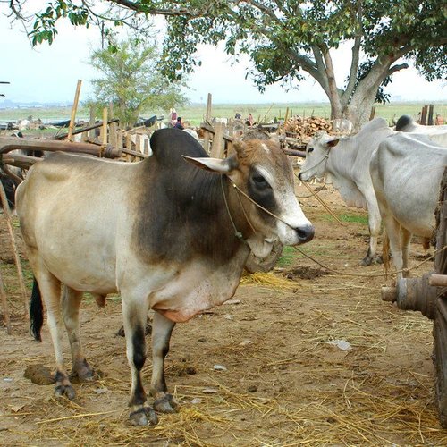 วัวพันธุ์ซีบูตัวผู้ลำตัวสีขาวคอดำ ยืนอยู่ในคอกดินที่มีฟางกระจายอยู่ ใต้ต้นไม้ใหญ่ และมีวัวตัวอื่นอยู่เบื้องหลัง