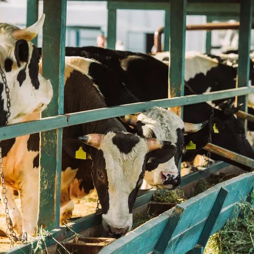 วัวเนื้อถูกเลี้ยงในฟาร์มเพื่อเป็นอาหารหลักของมนุษย์