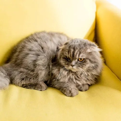 แมวสกอตติชโฟลด์สีเทาขนฟูมีลายพาดสีดำ กำลังนอนอยู่บนโซฟาสีเหลืองสด