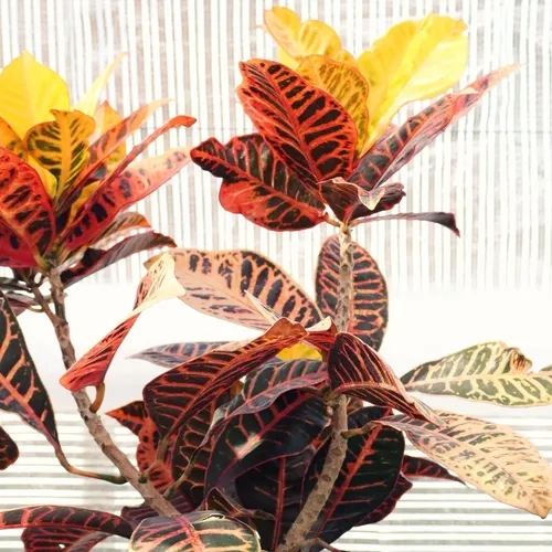 ต้นไม้มงคล ของขวัญเสริมดวงสำหรับผู้ใหญ่