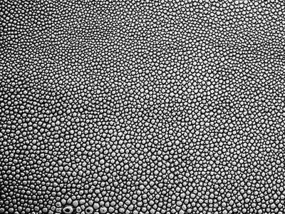 ภาพปกของบทความ กระเป๋าหนังปลากระเบน ความเชื่อที่ผูกพันกับความมั่งคั่งและการปกป้อง