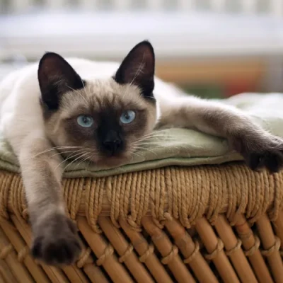 ภาพปกของบทความ วิธีรับมือกับรอยขีดข่วนของแมวบนหนัง: เคล็ดลับที่คุณต้องรู้