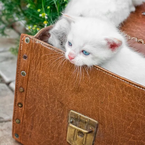 ลูกแมวขาวตาสีฟ้าหลายตัวในกระเป๋าหนังสีน้ำตาล มีต้นไม้สีเขียวอยู่ด้านหลัง