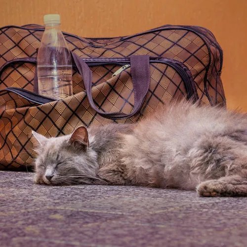 แมวสีเทาขนปุยกำลังหลับอยู่บนพื้นหน้ากระเป๋าเดินทางสีน้ำตาลที่มีขวดน้ำวางอยู่