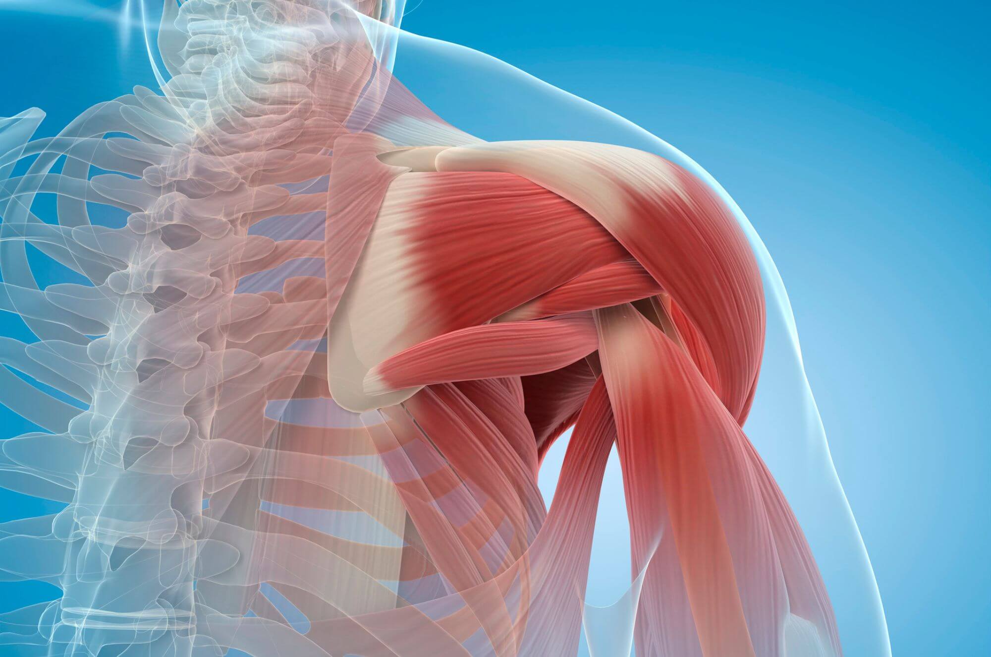 Decreased Muscle Mass and Strength