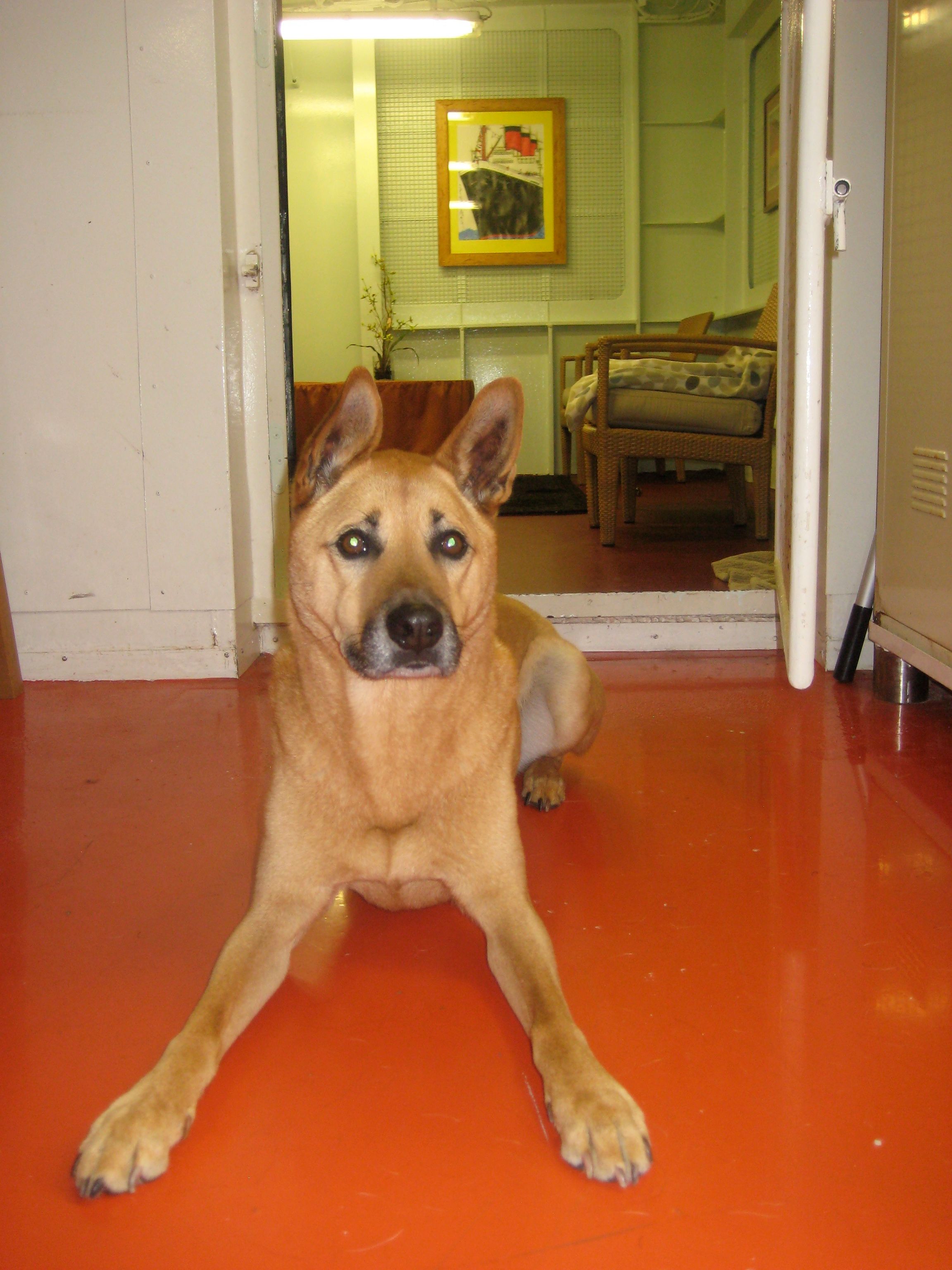 Our previous dog Rooster, on the Queen Mary 2 ship coming back from Canada