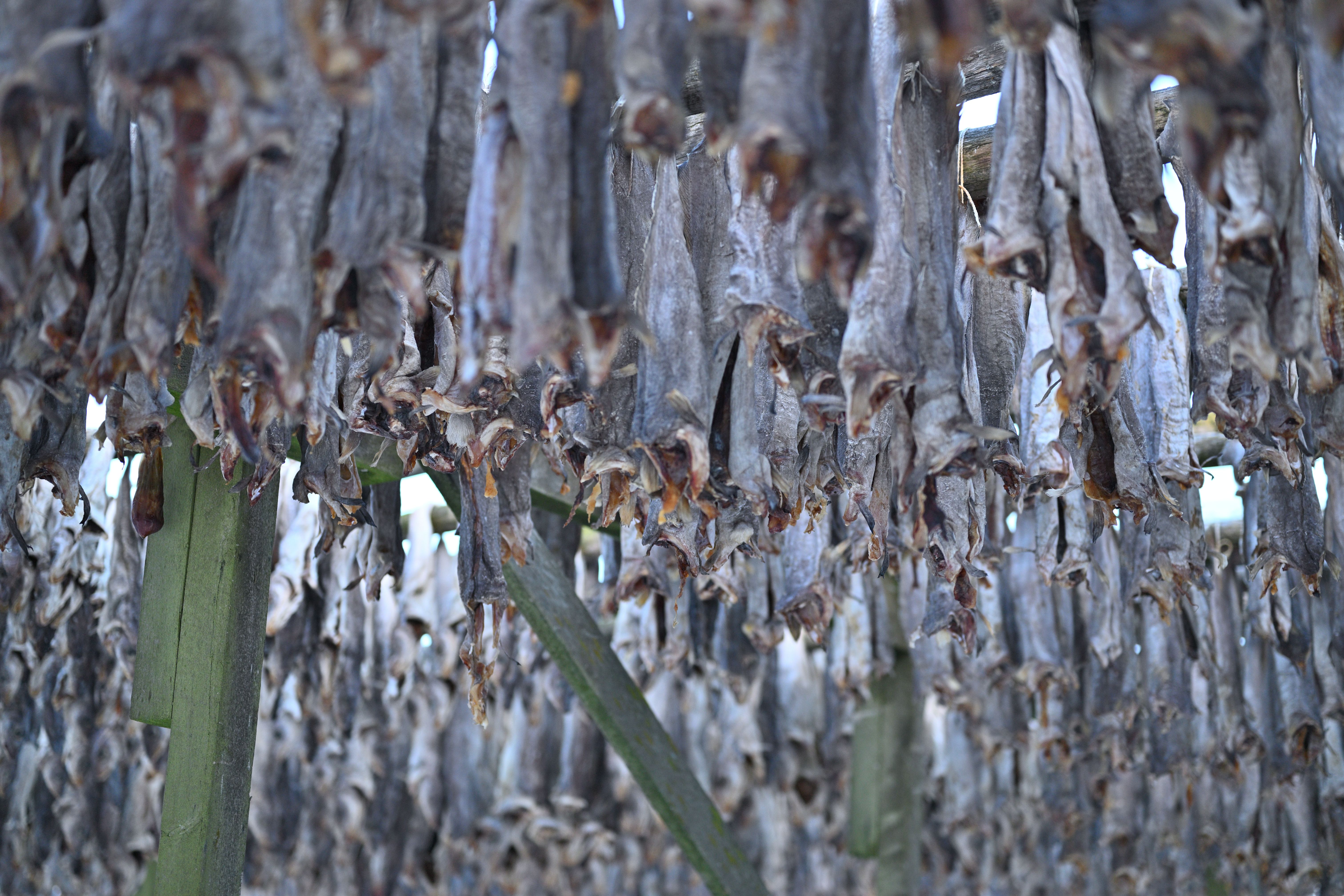 Fiskeværet or drying salt cod on racks in the islands of Lofoten Norway