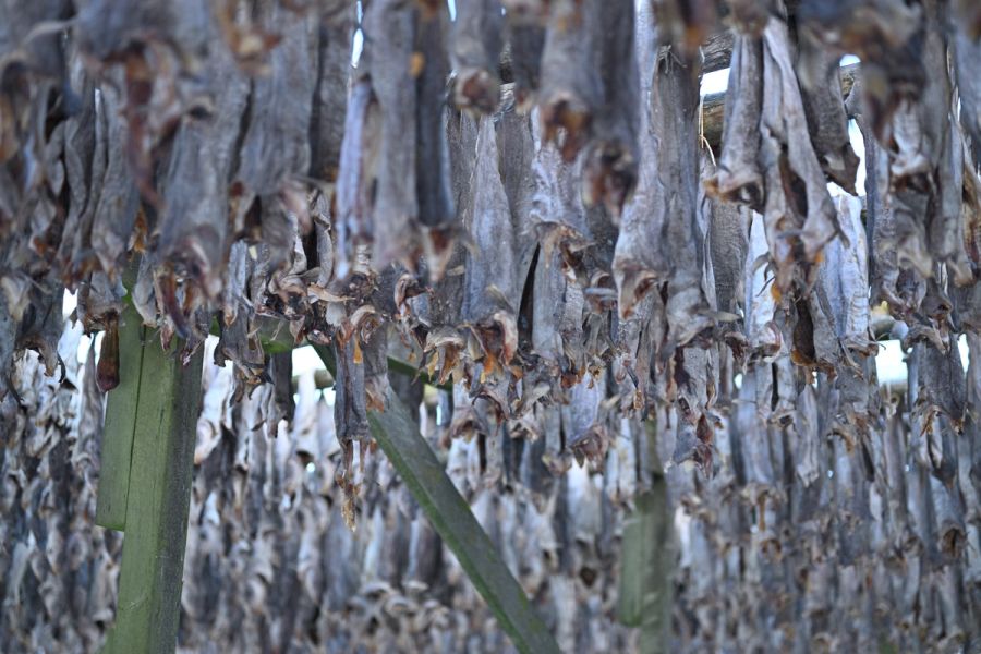 Fiskeværet or drying salt cod on racks in the islands of Lofoten Norway