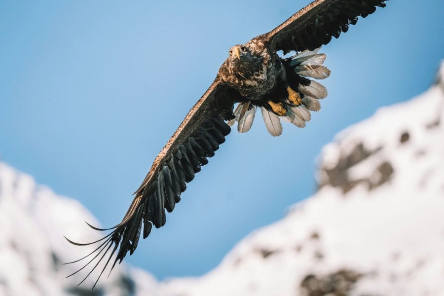 A sea eagle flies over snow-covered mountains beneath a clear blue sky in bright winter light.