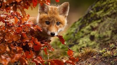 צפו: מלחמת הצדיק כנגד מצח הנחש. הרב סלמה ממשיך להאיר את הסיבות לרדיפת השועלים כנגד כ"ק מורינו הגה"צ הרב אליעזר ברלנד שליט"א
