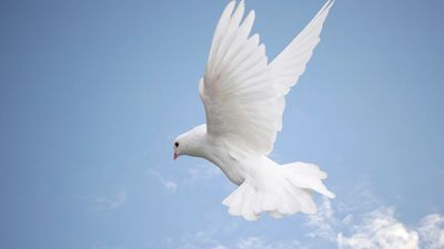 צפו: הורדת נשמה מעולם האמת ואיך זה קשור לרב יורם אברג'ל זצ"ל ? ניסים של הגה"צ הרב אליעזר ברלנד שליט"א