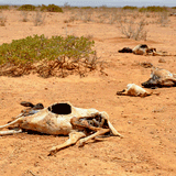 בעקבות גירוש הרב ברלנד: הבצורת הקשה ביותר בזימבבואה בדור האחרון