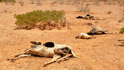 בעקבות גירוש הרב ברלנד: הבצורת הקשה ביותר בזימבבואה בדור האחרון