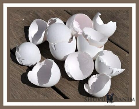 פרשת תזריע מאת הגה"צ הרב אליעזר ברלנד שליט"א - "קליפת לבן לוכדת את כל העולם"