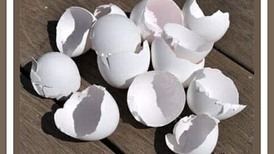 פרשת תזריע מאת הגה"צ הרב אליעזר ברלנד שליט"א - "קליפת לבן לוכדת את כל העולם"