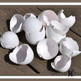 פרשת תזריע מאת הגה"צ הרב אליעזר ברלנד שליט"א - "קליפת לבן לוכדת את כל העולם"