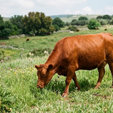 Why Does Parshas Parah Adumah Come After Purim? • The Daily Shiur from Rabbi Eliezer Berland shlit"a