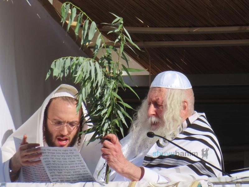 חובטים את הערבות שנהפוך לאין ואפס • משא הקודש מהגה"צ רבי אליעזר ברלנד שליט"א