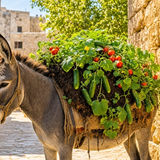 סוד הנקודות הטובות: להשיל את הקליפות ולהפוך לניגון