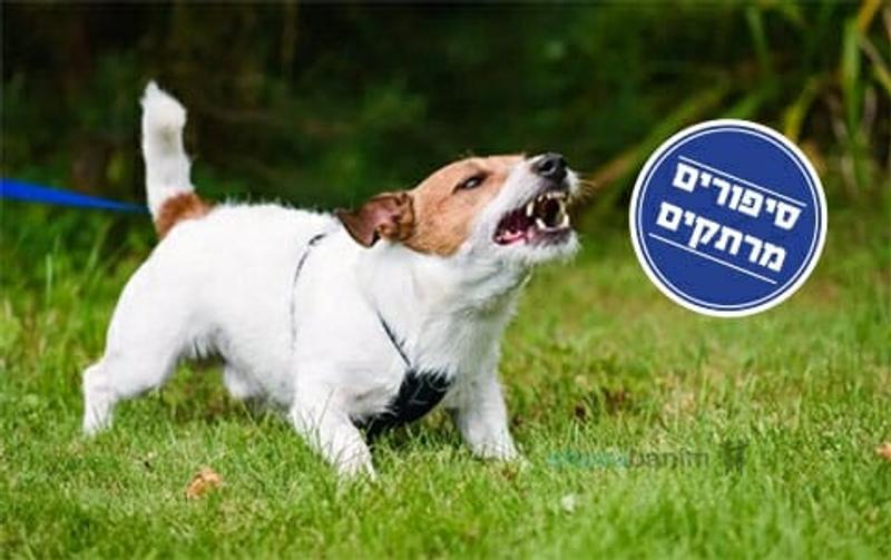 "הכלב נשך אותי ולא הפסיק לנבוח" - סיפורה המחזק של ליטל שם טוב