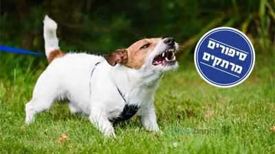 "הכלב נשך אותי ולא הפסיק לנבוח" - סיפורה המחזק של ליטל שם טוב