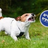 "הכלב נשך אותי ולא הפסיק לנבוח" - סיפורה המחזק של ליטל שם טוב