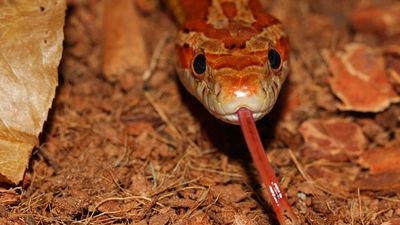 Guarding the Tongue - By the Esteemed Rabbi Eliezer Berland shlit"a