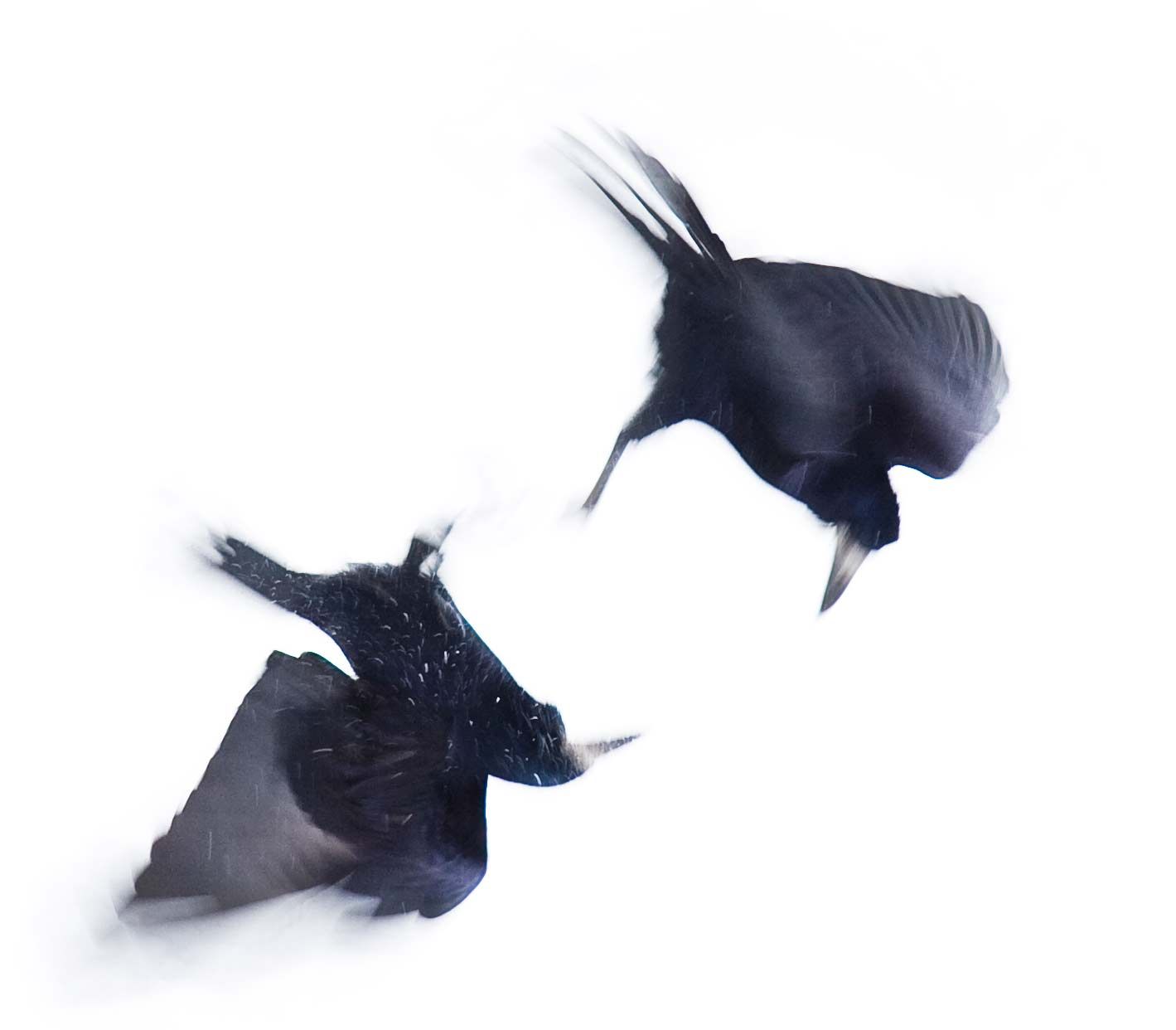 ''ואת העורבים צויתי לכלכלך'' מתוך עלון כנישתא חדא תשע"ד