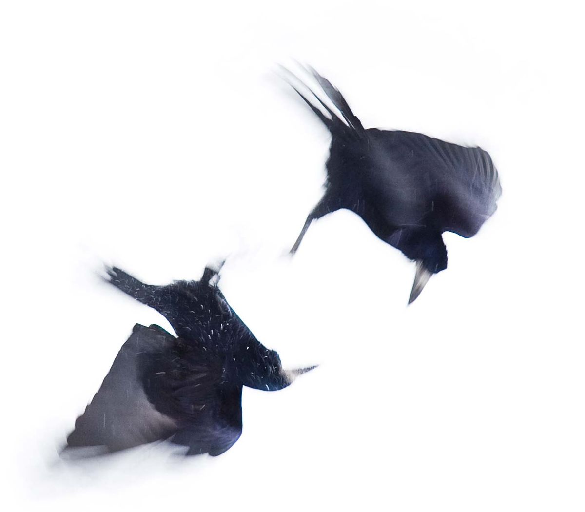 ''ואת העורבים צויתי לכלכלך'' מתוך עלון כנישתא חדא תשע"ד