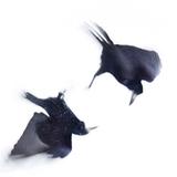 ''ואת העורבים צויתי לכלכלך'' מתוך עלון כנישתא חדא תשע"ד