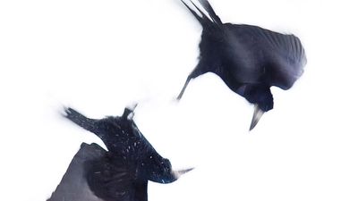 "And I have commanded the ravens to sustain you" – From the newsletter Knishta Chada, 5774