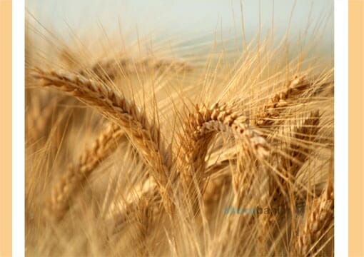תפילה למולד חודש אייר תשפ"ב - הגה"צ הרב אליעזר ברלנד שליט"א