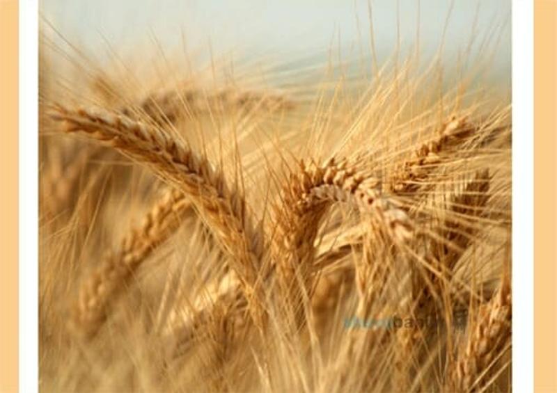 תפילה למולד חודש אייר תשפ"ב - הגה"צ הרב אליעזר ברלנד שליט"א