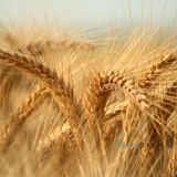 תפילה למולד חודש אייר תשפ"ב - הגה"צ הרב אליעזר ברלנד שליט"א