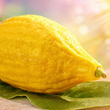 שמעתתא דחרדל