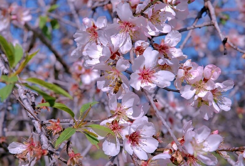 תפילה חדשה למולד חודש שבט מפי הגה"צ הרב אליעזר ברלנד שליט"א - "אם היו אומרים שירה על מפלת סיחון ועג מיד היתה מתעוררת רוחו של משיח"