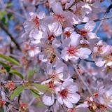 תפילה חדשה למולד חודש שבט מפי הגה"צ הרב אליעזר ברלנד שליט"א - "אם היו אומרים שירה על מפלת סיחון ועג מיד היתה מתעוררת רוחו של משיח"