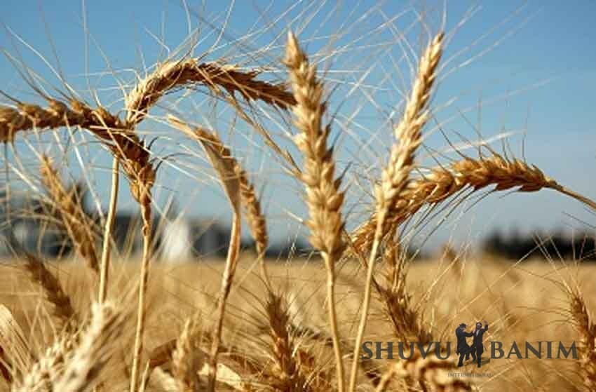 תְּפִלָּה לְמוֹלַד חֹדֶשׁ אִיָּיר מאת הגה"צ הרב אליעזר ברלנד שליט"א