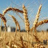 תְּפִלָּה לְמוֹלַד חֹדֶשׁ אִיָּיר מאת הגה"צ הרב אליעזר ברלנד שליט"א