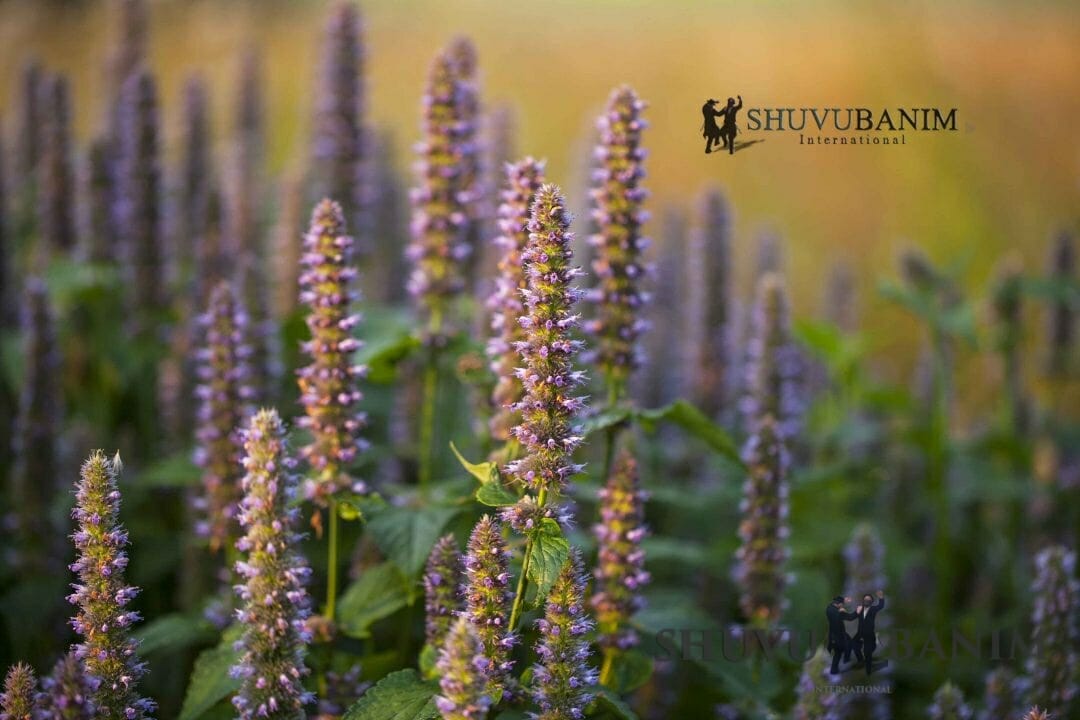 "וּלְקַחְתֶּם אֲגֻדַּת אֵזוֹב" (שמות י"ב כב') - פרשת בא מאת הגה"צ הרב אליעזר ברלנד שליט"א