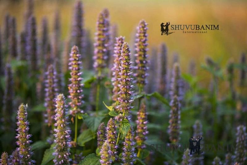 "וּלְקַחְתֶּם אֲגֻדַּת אֵזוֹב" (שמות י"ב כב')