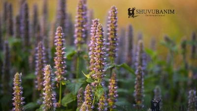 "וּלְקַחְתֶּם אֲגֻדַּת אֵזוֹב" (שמות י"ב כב') - פרשת בא מאת הגה"צ הרב אליעזר ברלנד שליט"א